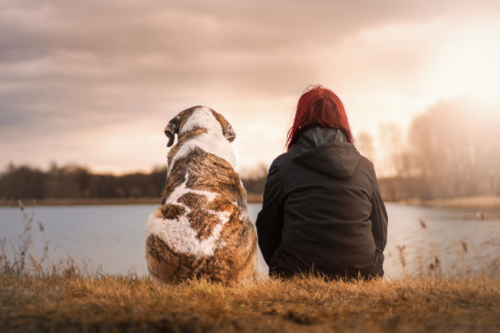 passeio pet